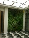 Ejecución de jardín vertical de interior con Unusualgreen.
